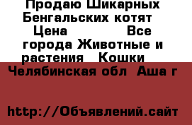 Продаю Шикарных Бенгальских котят › Цена ­ 17 000 - Все города Животные и растения » Кошки   . Челябинская обл.,Аша г.